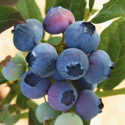 Голубика ОСОРНО — описание сорта Голубика ОСОРНО в Петрозаводске