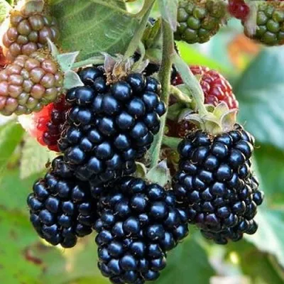 Ежевика ОУАЧИТА бесшипная — описание сорта Ежевика ОУАЧИТА бесшипная в Петрозаводске