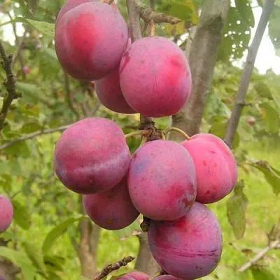 Слива ЭДИНБУРГСКАЯ в Петрозаводске