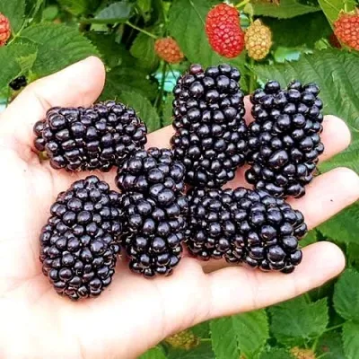 Ежевика ОУАЧИТА бесшипная — описание сорта Ежевика ОУАЧИТА бесшипная в Петрозаводске