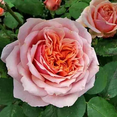 Саженцы роз ПОЛЬ БОКЮЗ шраб  Саженцы роз ПОЛЬ БОКЮЗ шраб в Петрозаводске