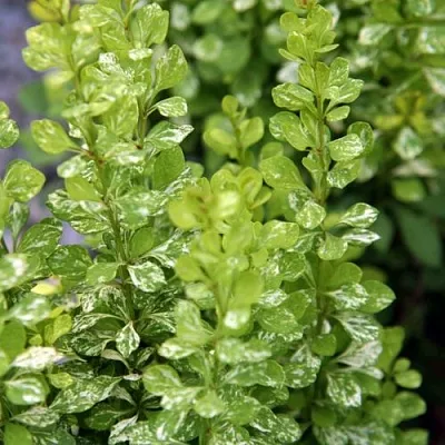 Барбарис ПАУ ВАУ тунберга  Барбарис ПАУ ВАУ тунберга в Петрозаводске