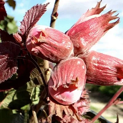 Фундук АЛЫЙ ПАРУС в Петрозаводске