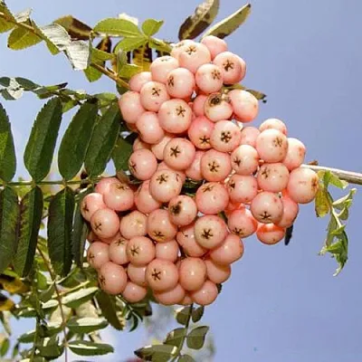 Рябина ПИНК ВЕЙЛ в Петрозаводске