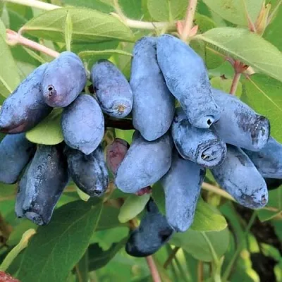 Жимолость съедобная ПАВЛОВСКАЯ  Жимолость съедобная ПАВЛОВСКАЯ в Петрозаводске