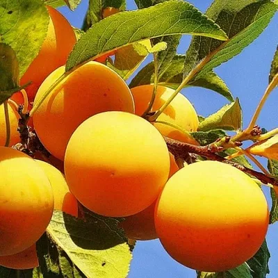 Желтая   Желтая  в Петрозаводске