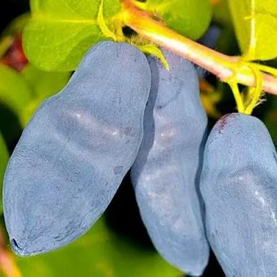 Жимолость съедобная ДЛИННОПЛОДНАЯ  Жимолость съедобная ДЛИННОПЛОДНАЯ в Петрозаводске