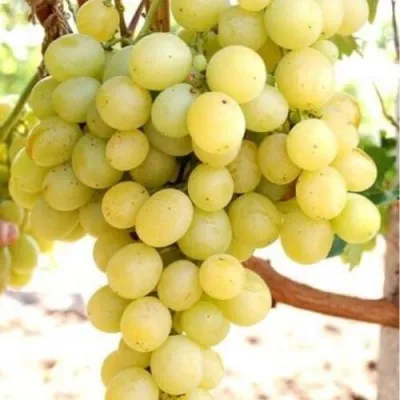 Виноград ТАЛИСМАН в Петрозаводске