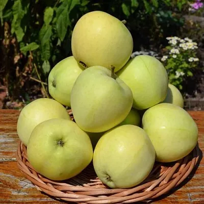 Яблоня ПАПИРОВКА  Яблоня ПАПИРОВКА в Петрозаводске