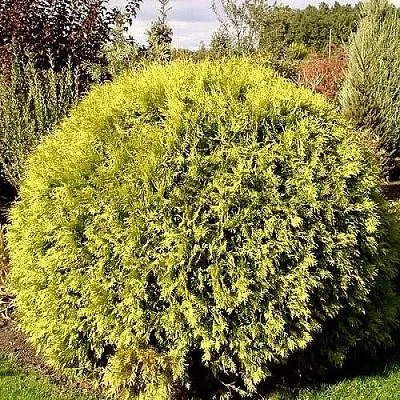 Туя ГЛОБОЗА АУРЕА западная в Петрозаводске