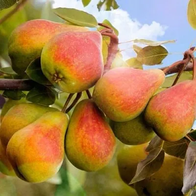 Груша ЗАБАВА  Груша ЗАБАВА в Петрозаводске