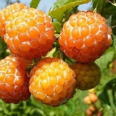 Малина КУМБЕРЛЕНД желтая  Малина КУМБЕРЛЕНД желтая в Петрозаводске