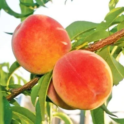 Персик ОНТАРИО — описание сорта Персик ОНТАРИО в Петрозаводске