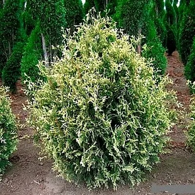 Туя ГОЛД ПЕРЛ западная в Петрозаводске