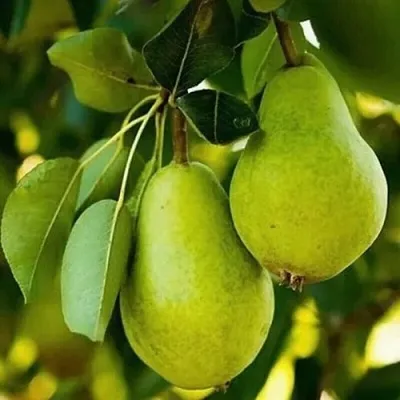 Груша СЕВЕРЯНКА колонновидная  Груша СЕВЕРЯНКА колонновидная в Петрозаводске