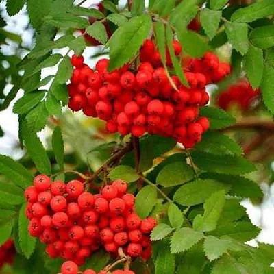 Рябина ОБЫКНОВЕННАЯ в Петрозаводске