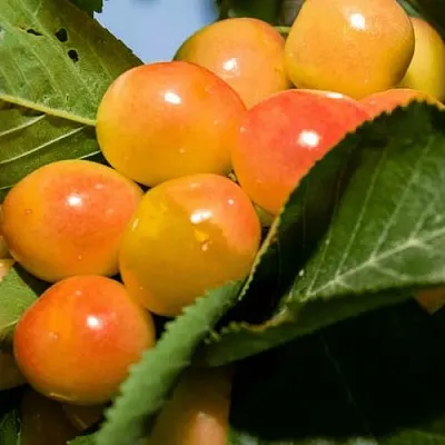 Дюк (черевишня) БЕЛОЧКА в Петрозаводске