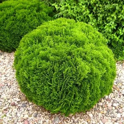 Туя ДАНИКА западная в Петрозаводске