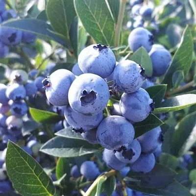 саженцы голубики