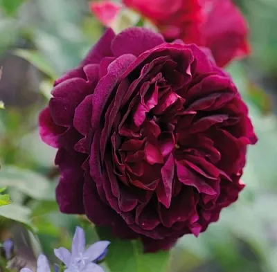 Саженцы роз МАНСТЕД ВУД английская  Саженцы роз МАНСТЕД ВУД английская в Петрозаводске