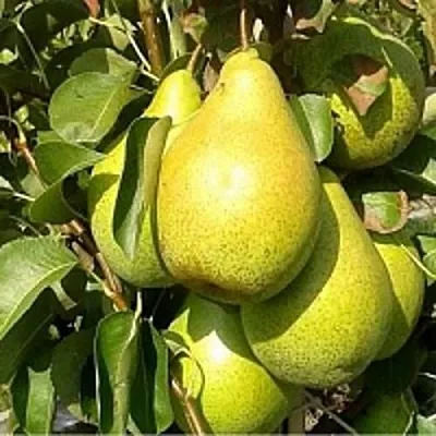 Груша ПАТЕН (ГЛУБОКСКАЯ)  Груша ПАТЕН (ГЛУБОКСКАЯ) в Петрозаводске