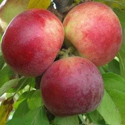 Яблоня БАЛЕРИНА ФЛАМЕНКО колонновидная  Яблоня БАЛЕРИНА ФЛАМЕНКО колонновидная в Петрозаводске