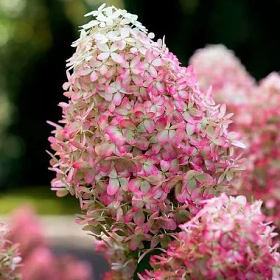 Гортензия РОЯЛ ФЛОВЕР метельчатая  Гортензия РОЯЛ ФЛОВЕР метельчатая в Петрозаводске