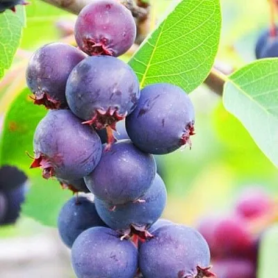 Ирга СМОУКИ в Петрозаводске