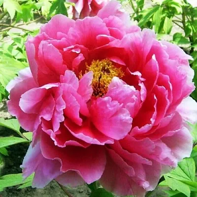 Пион ВОСХОД СОЛНЦА древовидный  Пион ВОСХОД СОЛНЦА древовидный в Петрозаводске