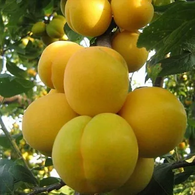 Слива ЛОДВА в Петрозаводске