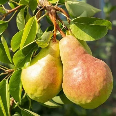 Летние сорта  Летние сорта в Петрозаводске