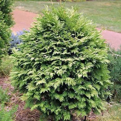 Туя ВАРЕАНА ЛЮТЕСЦЕНС западная в Петрозаводске