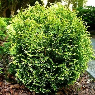 Туя ВОТЕРФИЛД западная в Петрозаводске