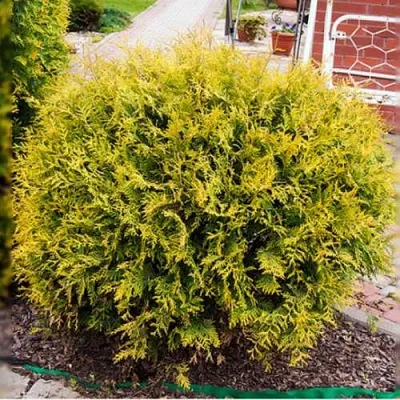 Туя КОЛЛЕРС ГОЛД складчатая в Петрозаводске