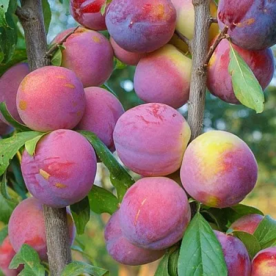 Слива КОЛОННОВИДНАЯ в Петрозаводске