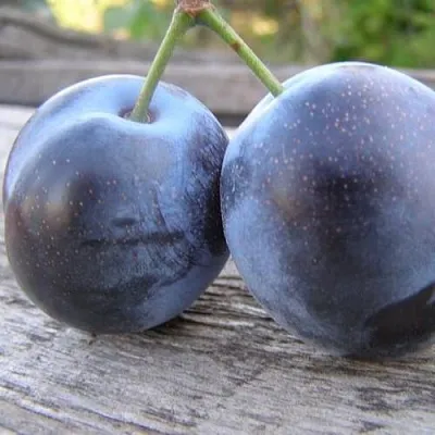 Слива БЛЮФРИ в Петрозаводске