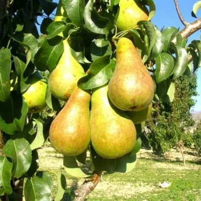 Груша Г-9 колонновидная  Груша Г-9 колонновидная в Петрозаводске