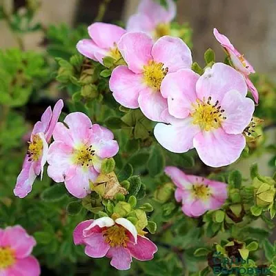 Лапчатка НЬЮ ДАУН кустарниковая  Лапчатка НЬЮ ДАУН кустарниковая в Петрозаводске