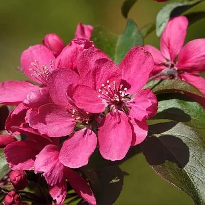 Яблоня НЕДЗВЕЦКОГО  Яблоня НЕДЗВЕЦКОГО в Петрозаводске