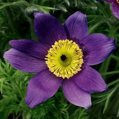 Прострел ПИНВИЛ БЛЮ ШЕЙДЕС в Петрозаводске