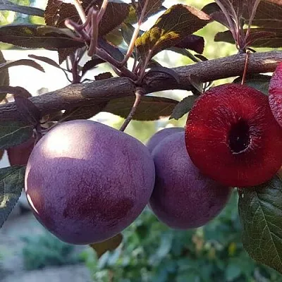 Слива ПАННА  в Петрозаводске