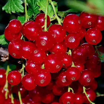 Смородина красная СЕРПАНТИН  Смородина красная СЕРПАНТИН в Петрозаводске