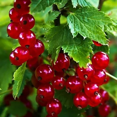Смородина красная РОЛАН  Смородина красная РОЛАН в Петрозаводске