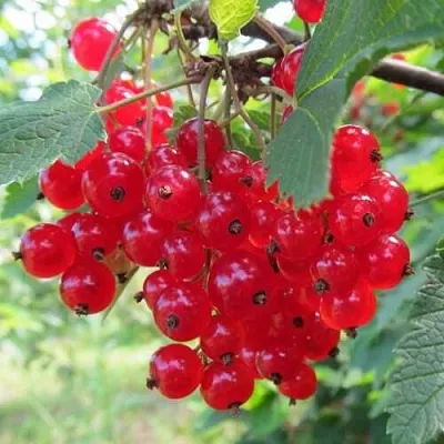 Смородина красная КРАСНАЯ АНДРЕЙЧЕНКО  Смородина красная КРАСНАЯ АНДРЕЙЧЕНКО в Петрозаводске