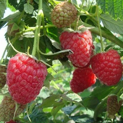 Малина КОЛОКОЛЬЧИК  Малина КОЛОКОЛЬЧИК в Петрозаводске