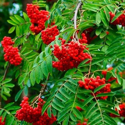 Рябина ПЛАКУЧАЯ сладкоплодная в Петрозаводске