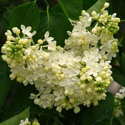 Сирень ПРИМРОУЗ  Сирень ПРИМРОУЗ в Петрозаводске