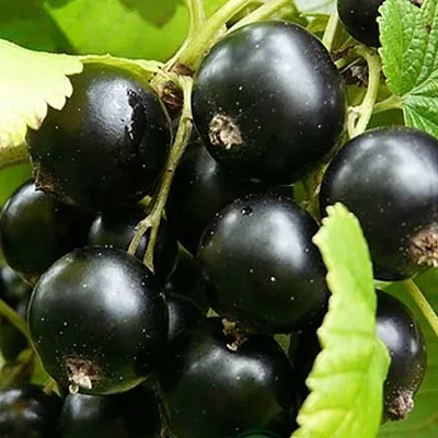 Смородина черная ЭБОНИ  Смородина черная ЭБОНИ в Петрозаводске