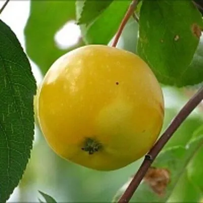 Яблоня КИТАЙКА ЖЁЛТАЯ колонновидная — описание сорта Яблоня КИТАЙКА ЖЁЛТАЯ колонновидная в Петрозаводске