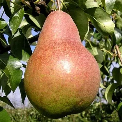 Груша КИРГИЗСКАЯ ЗИМНЯЯ  Груша КИРГИЗСКАЯ ЗИМНЯЯ в Петрозаводске